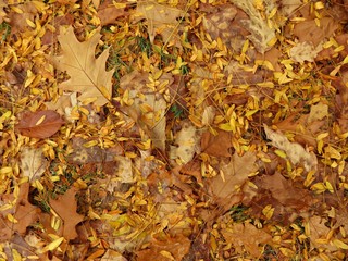 Autumn pattern - mixed yellow leaves on the ground - useful as background image