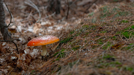 Amanita muscaria fly agaric red mushrooms with white spots in grass