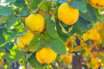 Branch of tree with ripe fruits of quince and leaves