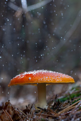 Amanita muscaria fly agaric red mushrooms with white spots in grass