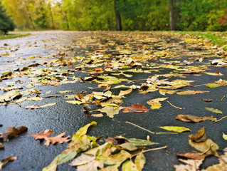 Autumn Fall Leaves on Street Asphalt in Urban Environment Season