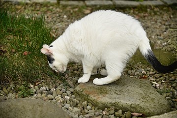 A white cat with black spots eats grass in the back yard