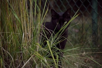 Obraz na płótnie Canvas Black cat hangs out next to a bush he's snacking on