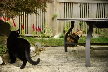 A black cat defends his territory from a feral calico cat
