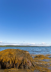 Rocks and a large boulder with floating seaweed during an incoming tide on the coast of Sears Island in Maine with Stockton Harbor in the distance on a summer day.