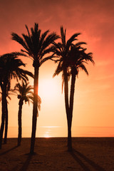 Burning sky and silhouette of palm trees