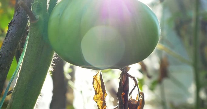 Green tomato in hot house growing. Home hothouse eco garden