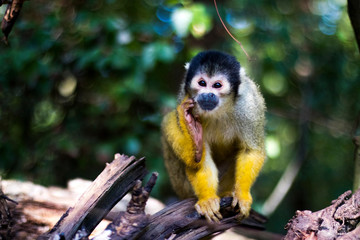 monkey thinking on a tree