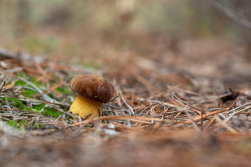 white mushroom growing in the forest, photo using the focus stack, very high quality