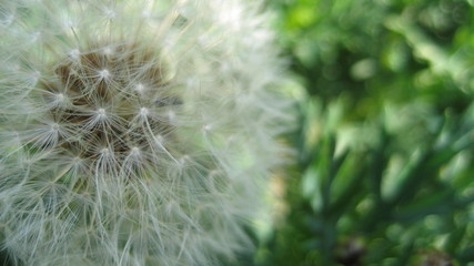 Dandelion flower closeup, with space to write in