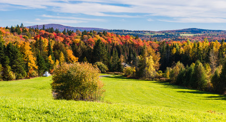 Naklejka premium hillside of green meadow with wooded bright autumn fall foliage 
