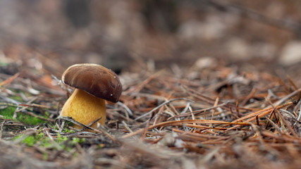 white mushroom growing in the forest, photo using the focus stack, very high quality