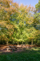 Savernake Forest - England's larger forest