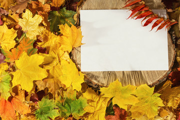 Naklejka na ściany i meble white sheet of paper lies on a stump. Background of autumn leaves.
