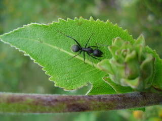 sunflowers and ants