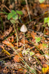 Fungi in Savernake Forest Wiltshire England - United Kingdom