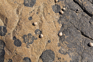 Several periwinkle snails on a mottled rock at low tide on the coast of Maine. © Bert Folsom