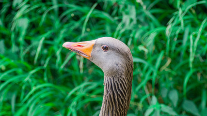 Close up Portrait of Greylag (Graylay) Anser Anser Goose, showing brown feathers and yellow, orange bill and beak