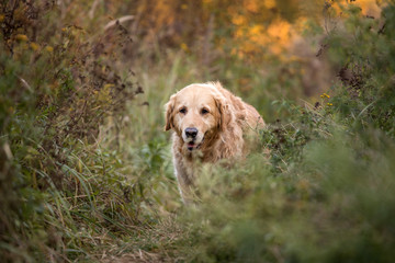 old golden retriever dog walk through the path