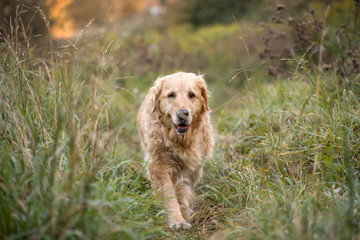 old golden retriever dog walk through the path