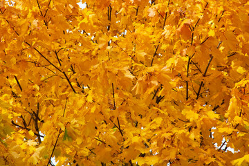 Yellow and orange autumn leaves on a tree. maple