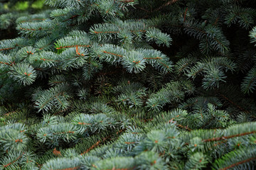 Green fir branches closeup. Christmas tree