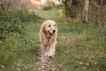old golden retriever dog walk through the path