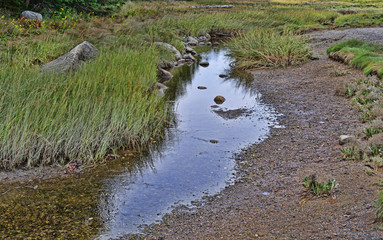 A small tidal stream on the shore of Sears Island in Maine.