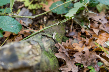 Fungi in Savernake Forest Wiltshire England - United Kingdom