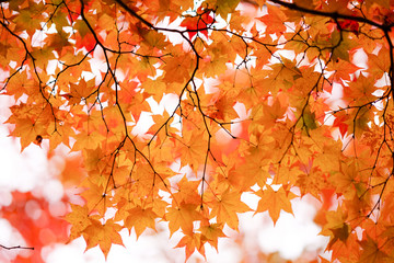 紅葉