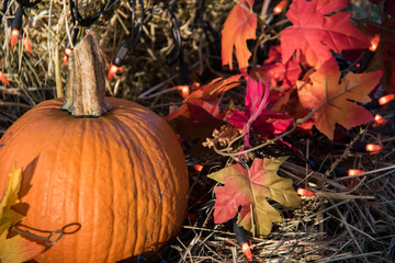 Thanksgiving Halloween pumpkin decorations