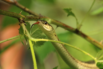 Garter Snake sticking out its red forked tongue