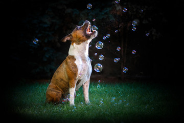 Dog catching bubbles