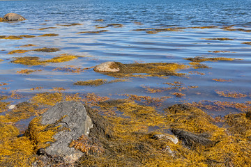 Several rocks covered with seaweed at Penobscot Bay in Maine on a summer day.