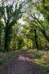 Obraz premium Savernake Forest - England's larger forest