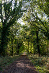 Savernake Forest - England's larger forest