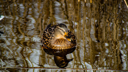 Close Portrait up of Female Mallard Duck (Anas platyrhynchos)