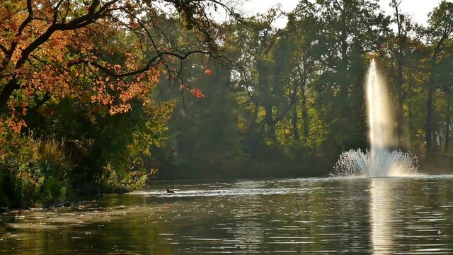 Zoom out: Water fountain on Carola Lake and ducks bathing on a fall afternoon. (Dresden, Germany.)
