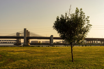Highway bridge and tree 