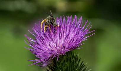 APE SU FIORE