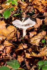 Pleurotus Ostreatus - The Oyster Mushroom