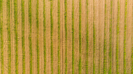 Aerial image of a harvested field leaving straight lines of crops and grass