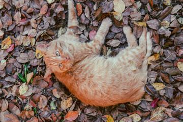 big red cat lies on the fallen leaves, sleeps, top view
