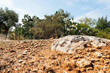 Olive trees in the countryside near the medieval white village of Ostuni