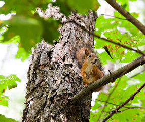 Red squirrel gnaws a nut on a tree branch