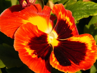 Wild flower in shades of orange, yellow and dark red