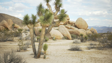 Fototapeta na wymiar A tall yucca tree in front of a large pile of boulders or green screen