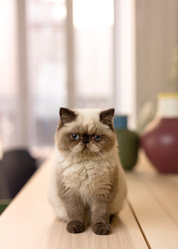 Cute cat
