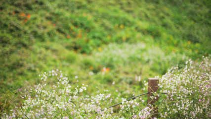Out of focus background plate of beautiful green meadow with wildflowers
