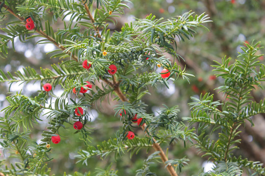 Amazing yew berry